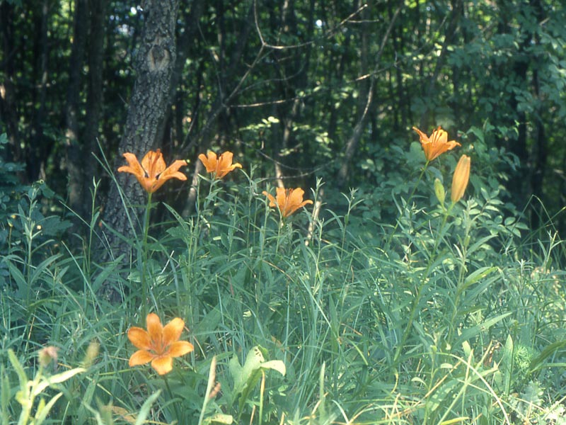  Image name: giglio rosso4.jpg 
 width: 800 pixel 
 height: 600 pixel 
 Size: 116589 bytes 
 Click to enlarge 